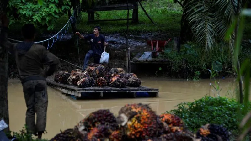 Harga Sawit Turun, Polisi Duga Ada Kartel