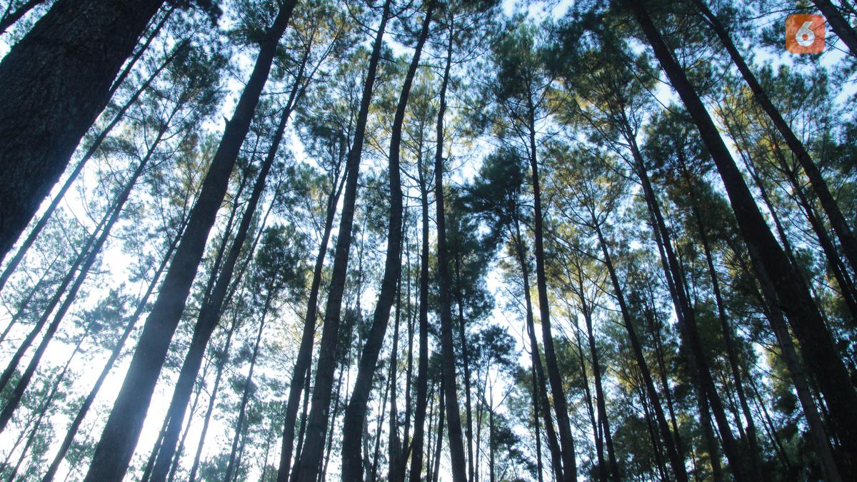 Izin Hutan Mandek, Ekspor Produk Getah Pinus Aceh ke 26 Negara Terhenti